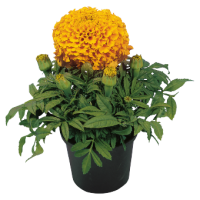 Tagetes erecta Discovery Orange (neapvalkotas)