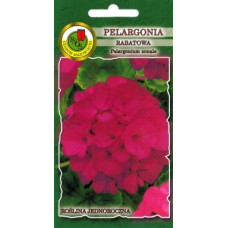 Pelargonija zonālā violeta 10s