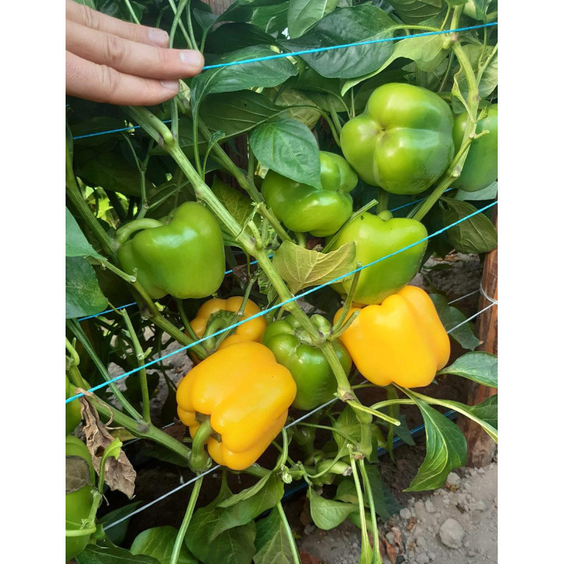 Paprika Kioto F1 (5 sēklas)