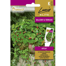 Zemenes Attila 0.1g (LE)
