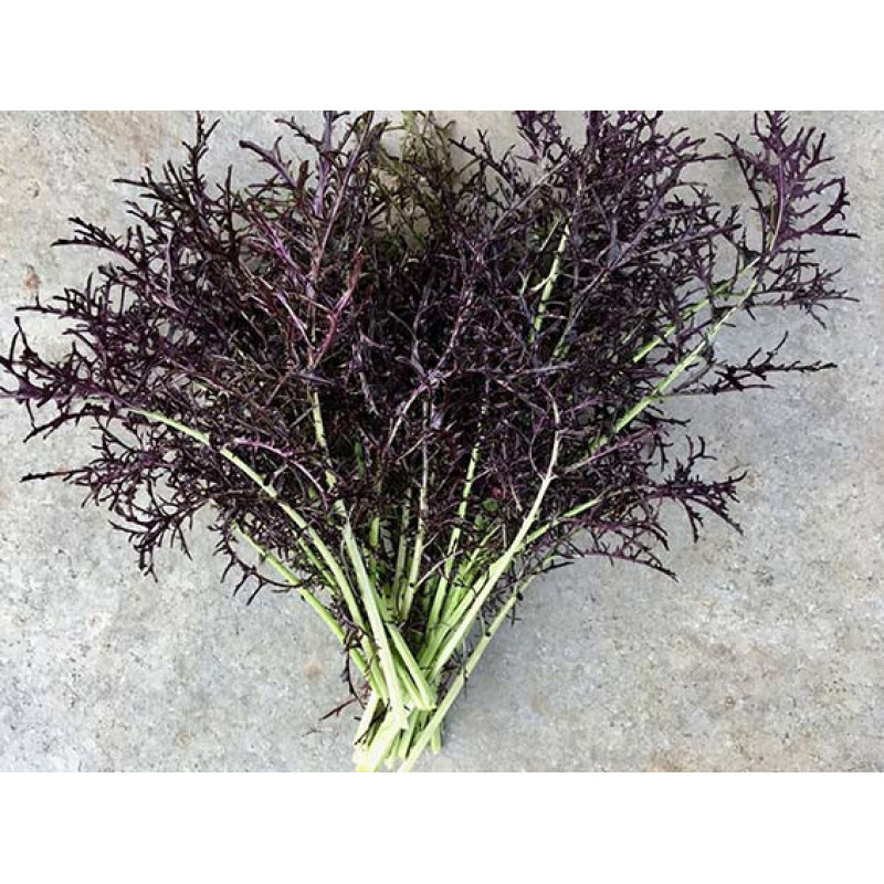 Sinepes Frilly Red (Mikrozaļumi) 50g