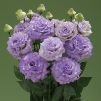 Lizante (Eustoma) Corelli 2 Lavender F1 10s