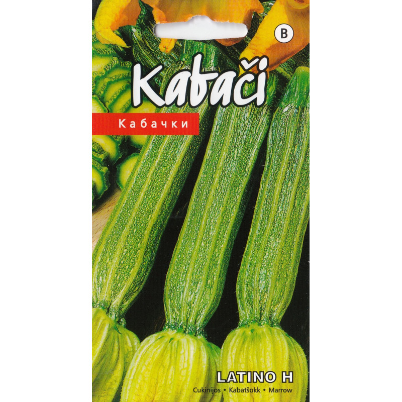 KS Kabači Latino H 5s