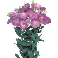 Lizante (Eustoma) Mariachi Misty Blue 10s