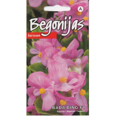 KS Begonijas Bada Bing F1 15s