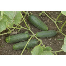 Gurķu sēklas Corentine 10s