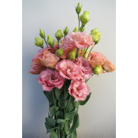 Lizante (Eustoma) Corelli 3 Apricot F1 10s