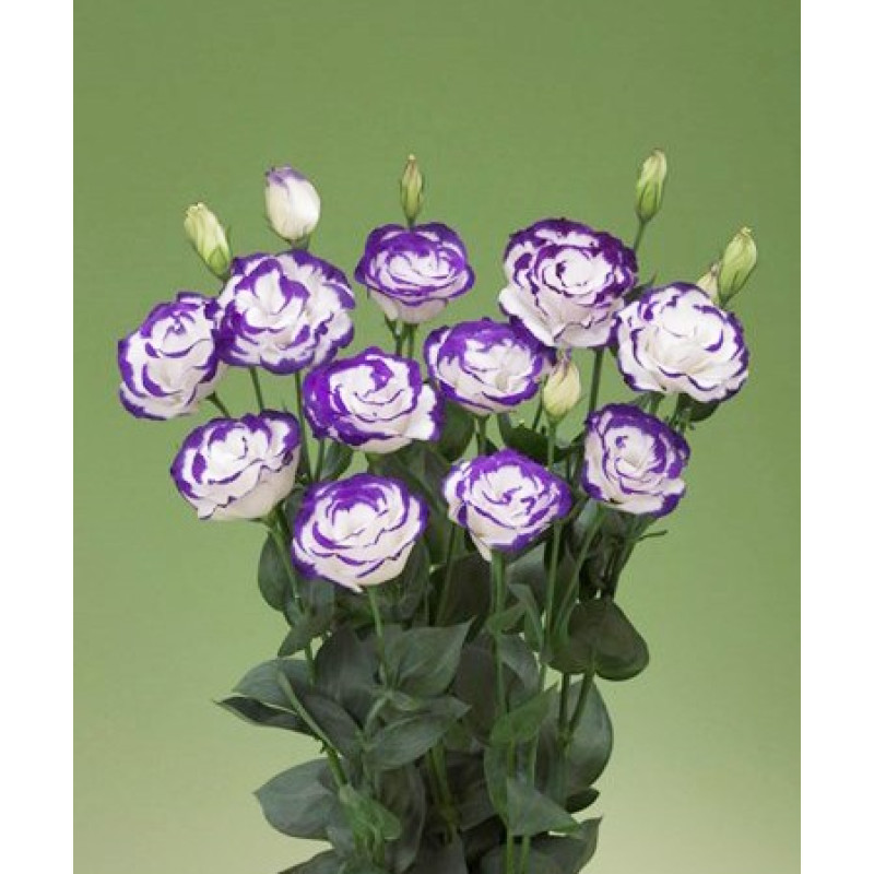 Lizante (Eustoma) Arena 2 Purple Picotee F1 10s