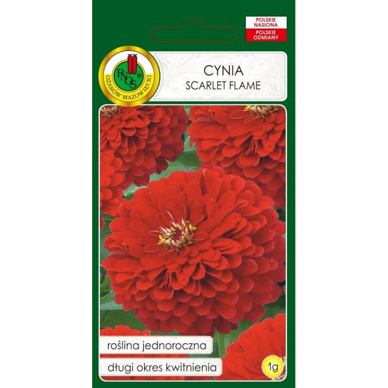 Cinnijas dāliju Scarlet Flame sarkanas 1g