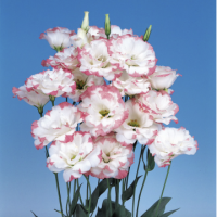 Lizante (Eustoma) Echo Pink Picotee 10s