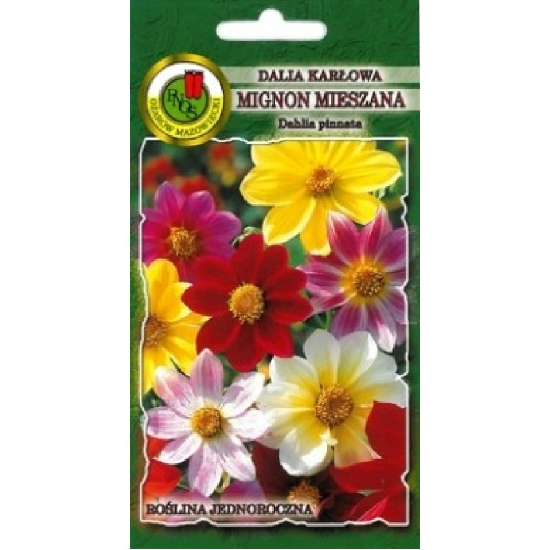 Dālijas vasaras Mignon Mix 1g